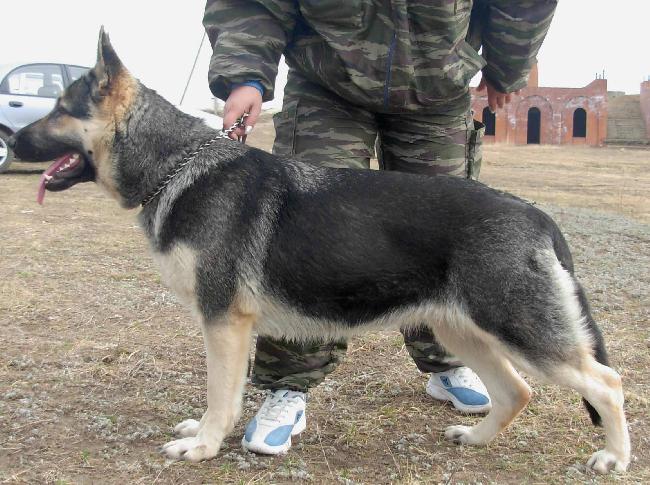 Сэнд Ирсэй Олимпия