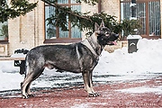 Эст Бриз Жангир