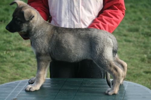 щенок Восточноевропейской овчарки зонарнор-серый