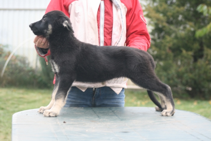 щенок Восточноевропейской овчарки черно-серый