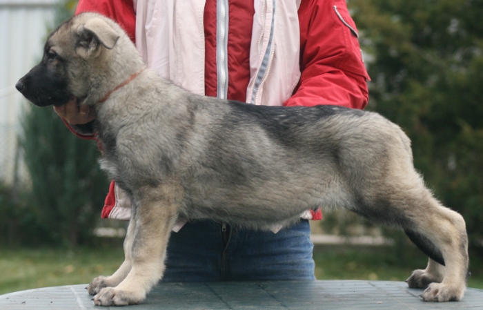 щенок Восточноевропейской овчарки зонарнор-серый